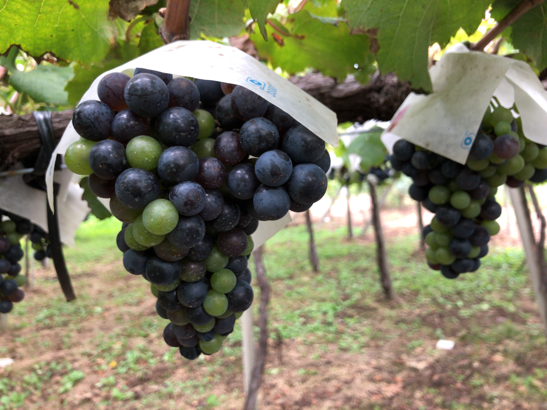 ルミエールワイナリー 収穫を控えたベーリーA