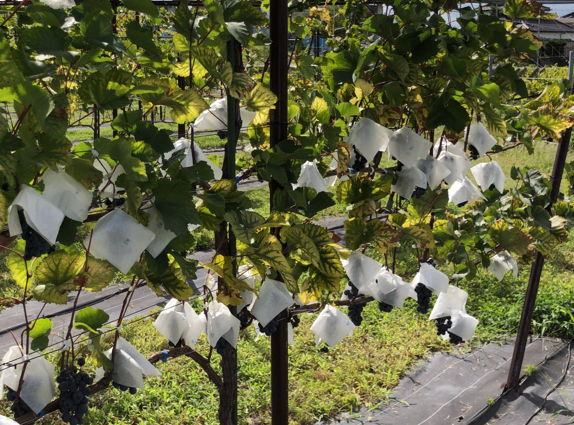 MGVsワイナリー 畑